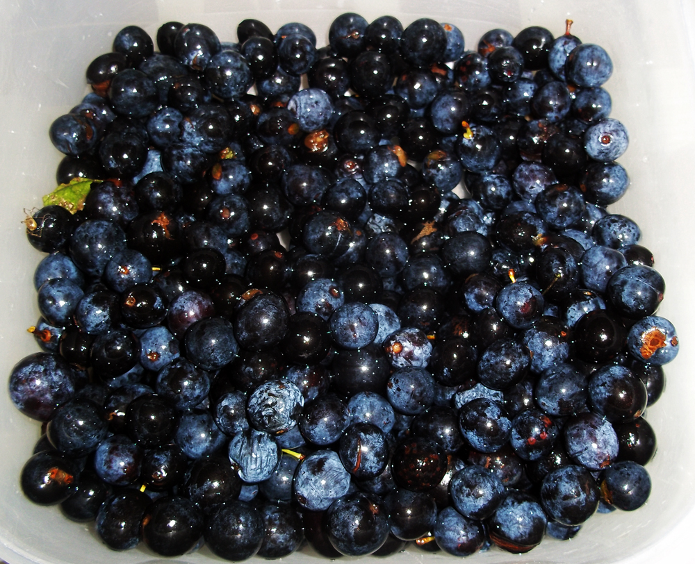 2013-11-10 sloes prepped